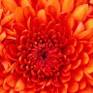 Meet your Posher, Annie